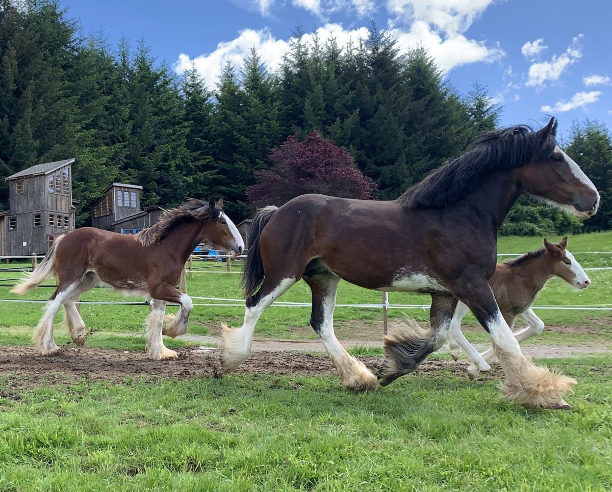 Shire Horses