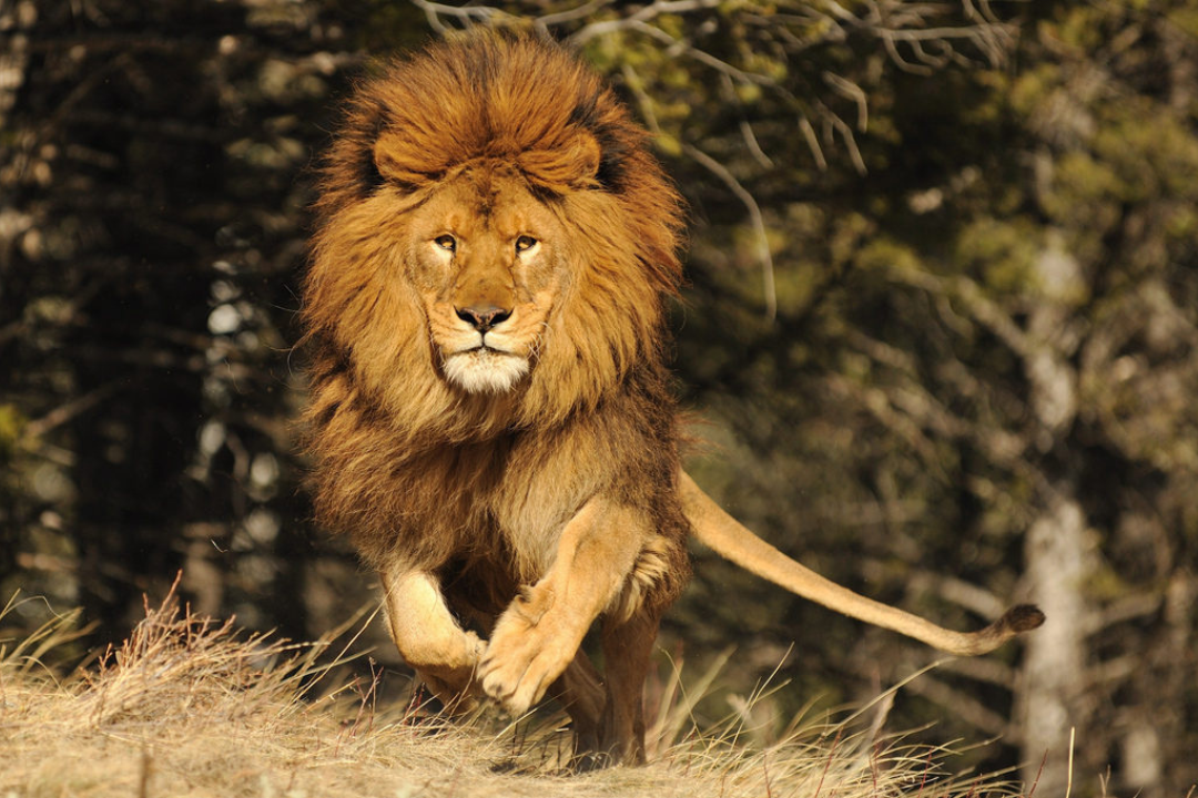 Barbary Lion