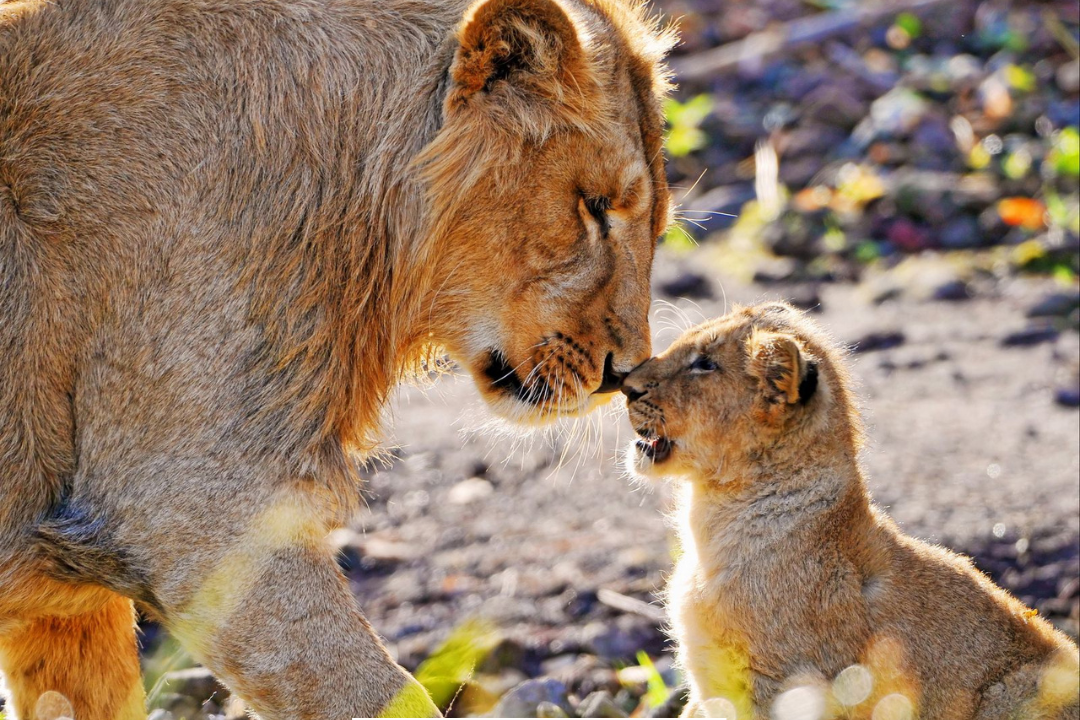 European Lions