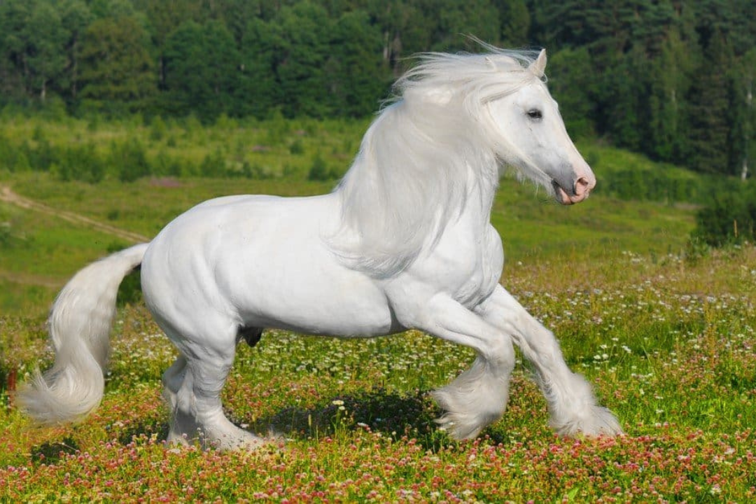 Shire Horses