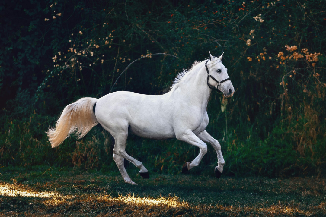 Arabian Horses