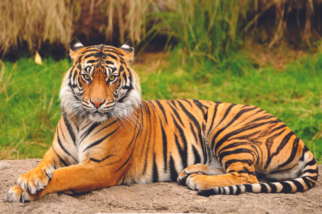 Sumatran Tiger