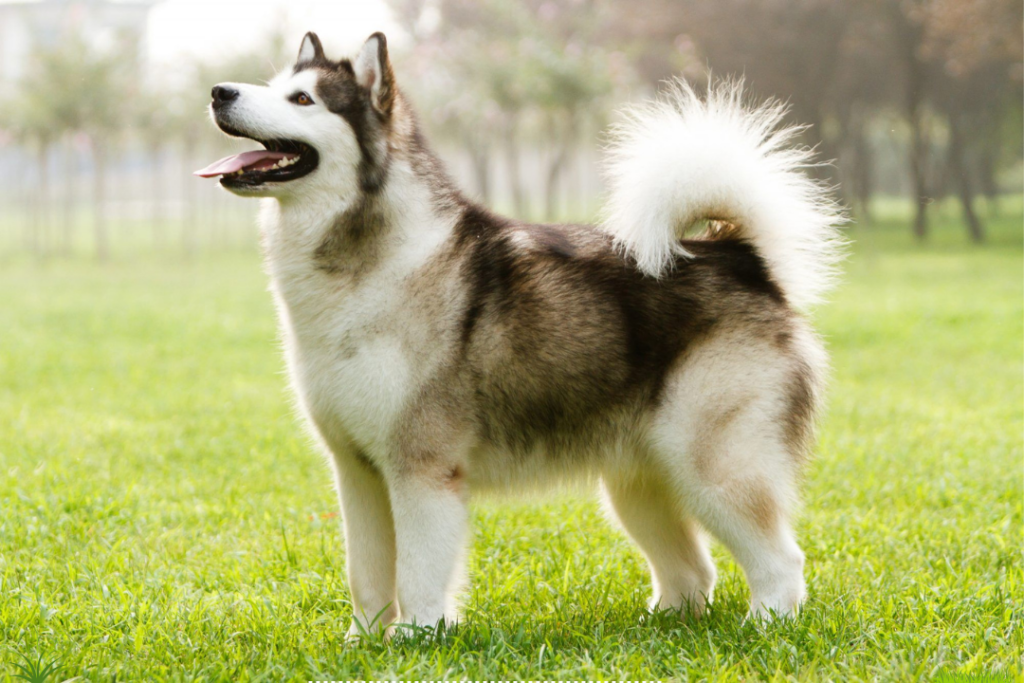 Alaskan Malamute Dog