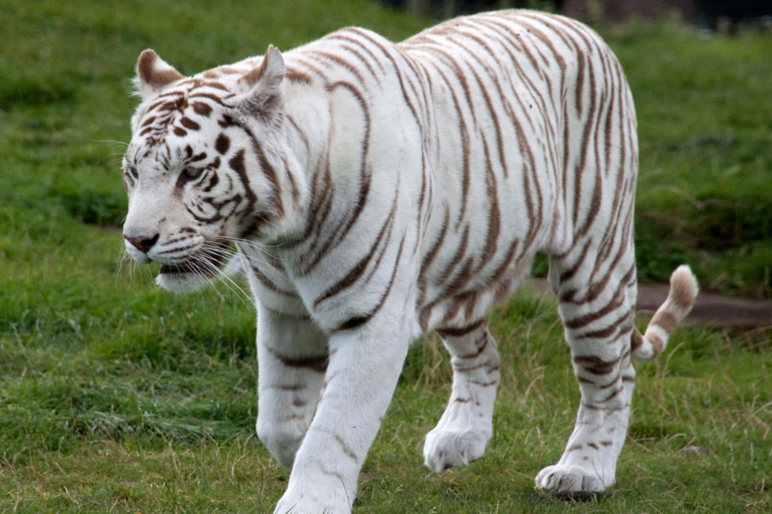 Bengal Tiger